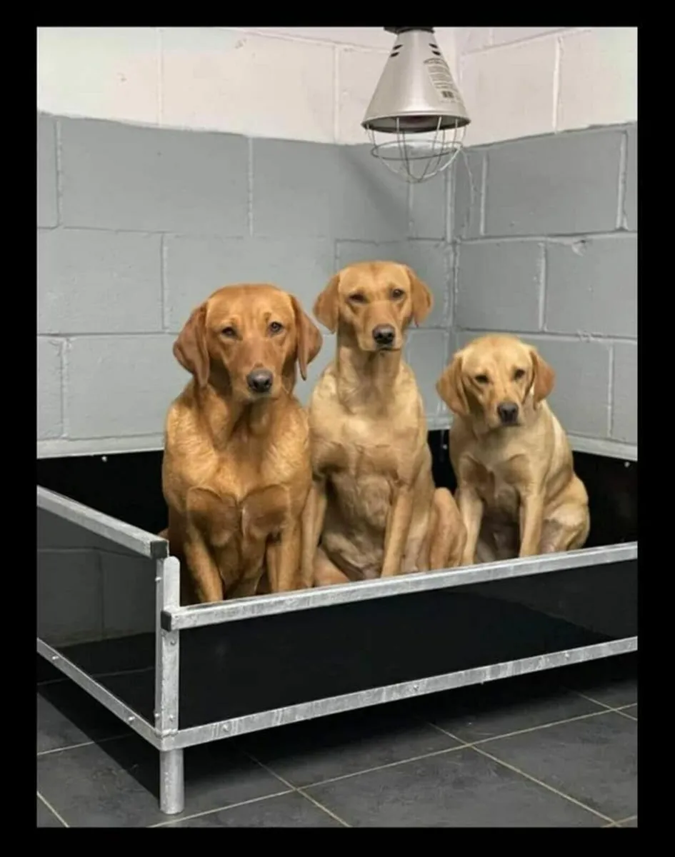 Galvanised dog beds jump up beds whelping boxes