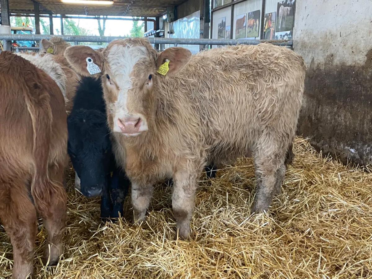 320kg Heifers - Image 1