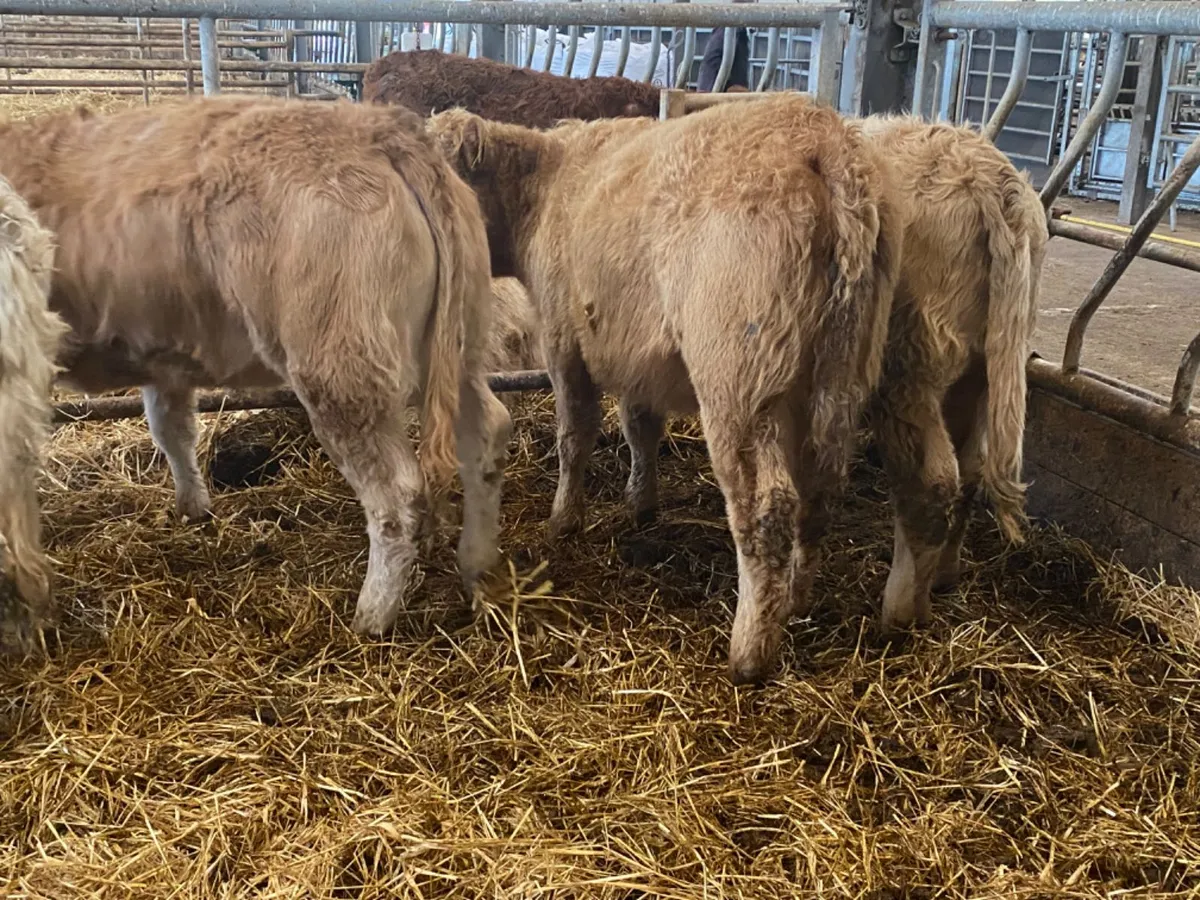 320kg Heifers - Image 2