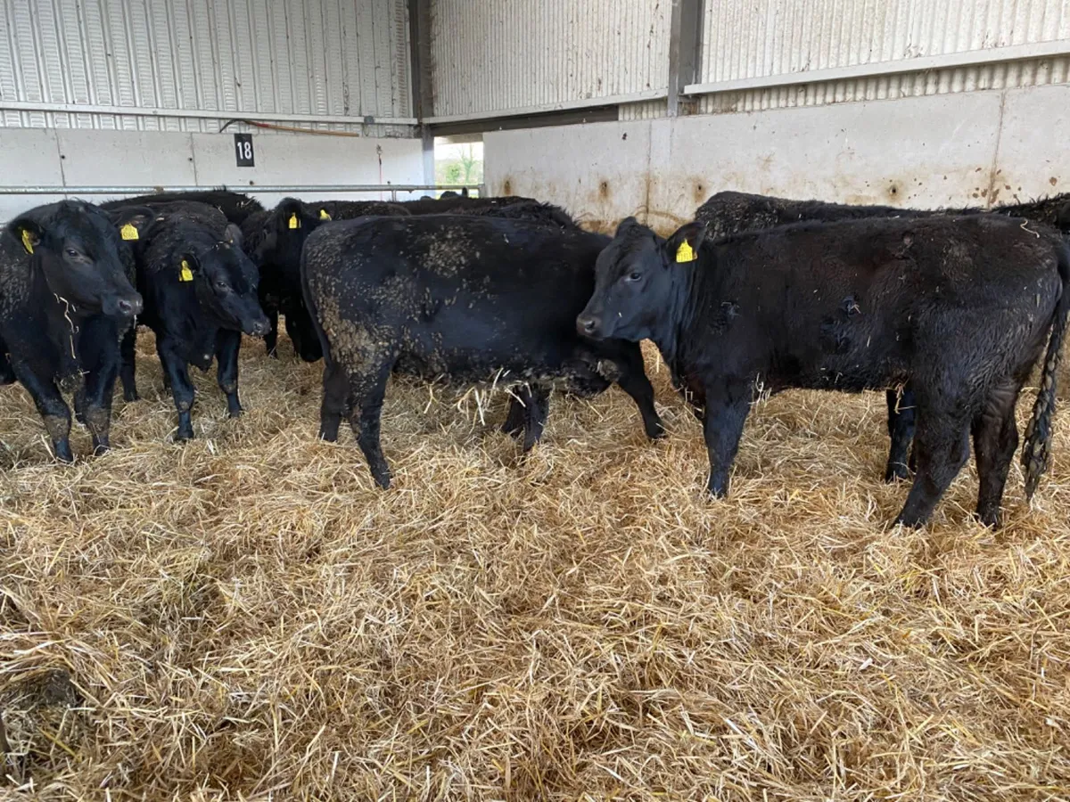 Angus Heifers - Image 3