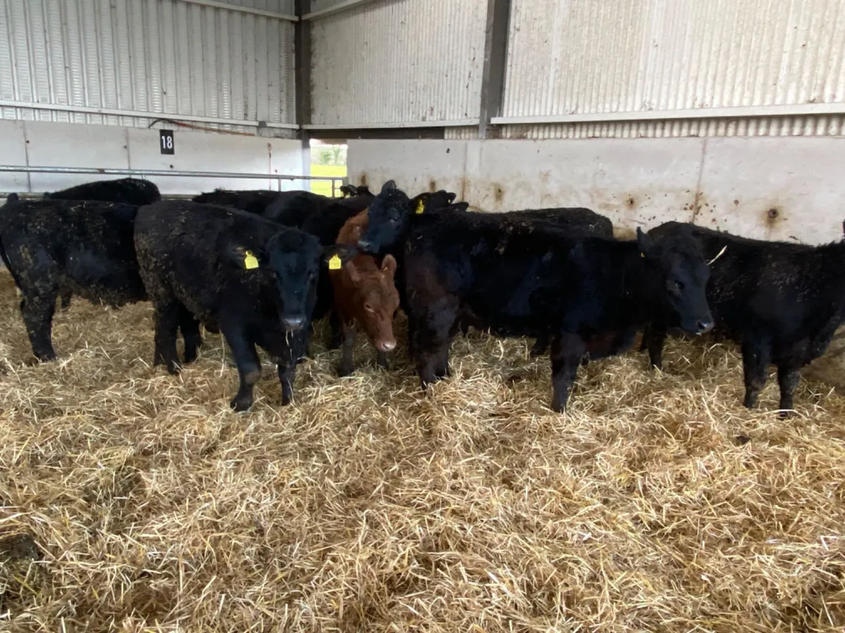 Angus Heifers - Image 4