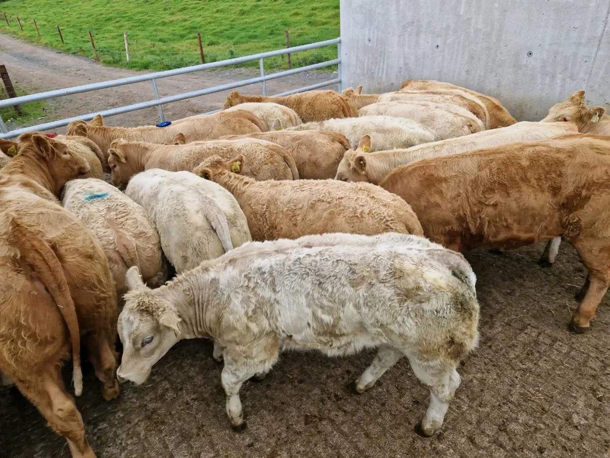 "2023 Born Charolais Heifers" - Image 2