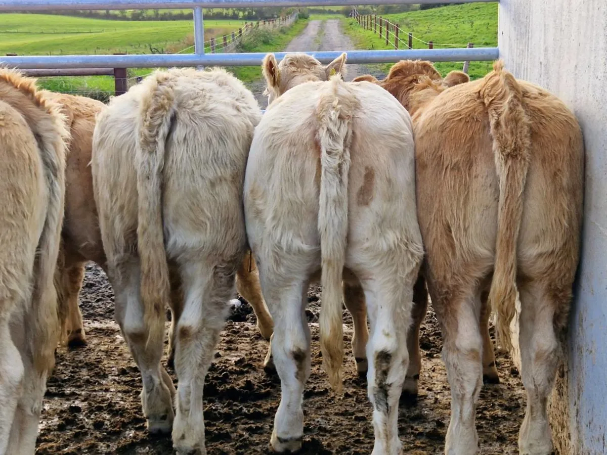 "2023 Born Charolais Heifers" - Image 1