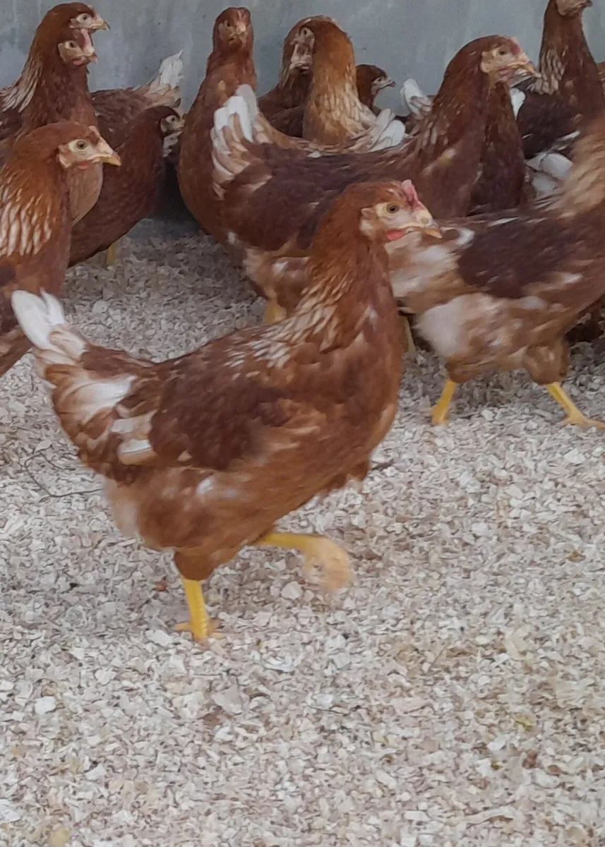 Point of lay pullets - Image 4