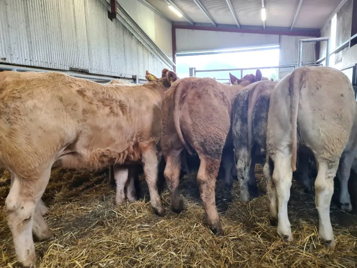Exceptional U Grade Heifers "Nationwide Delivery" - Image 1