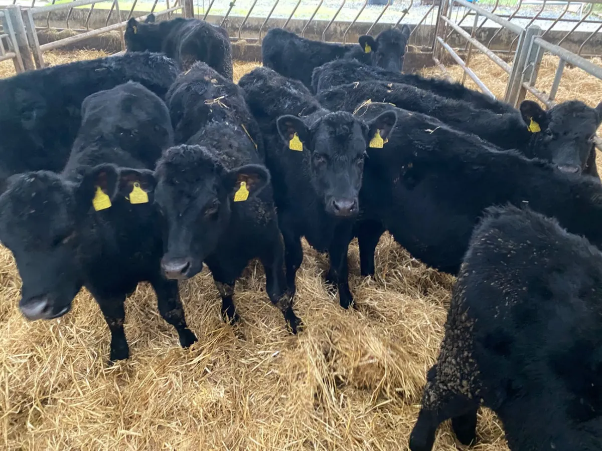 10 Angus Heifers