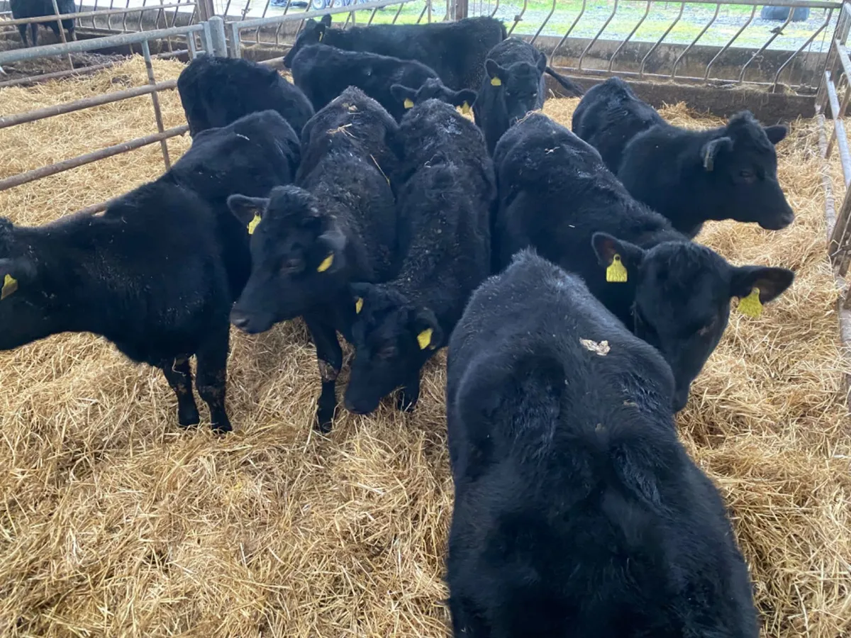 10 Angus Heifers - Image 2