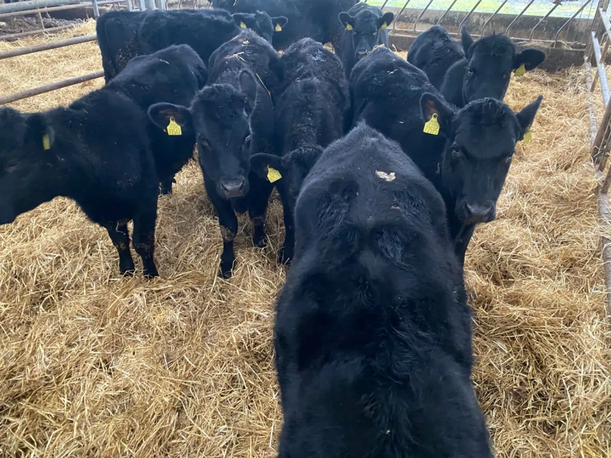 10 Angus Heifers - Image 4