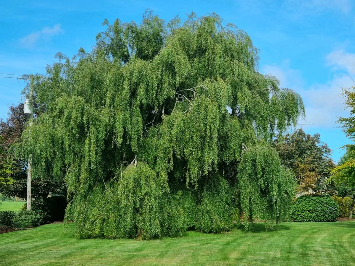 Trees and hedging delivered end of season sale