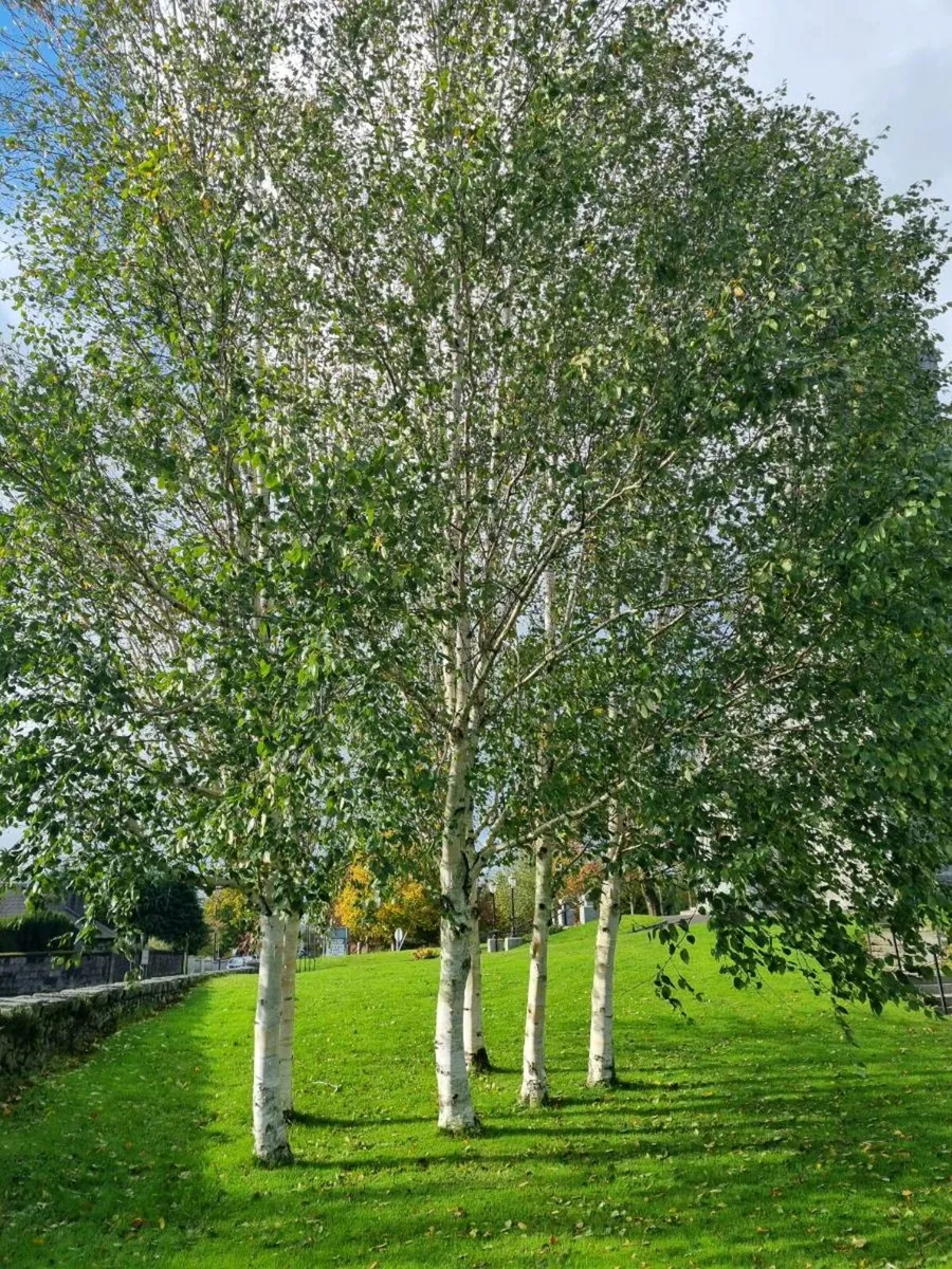 Trees and hedging delivered end of season sale - Image 3