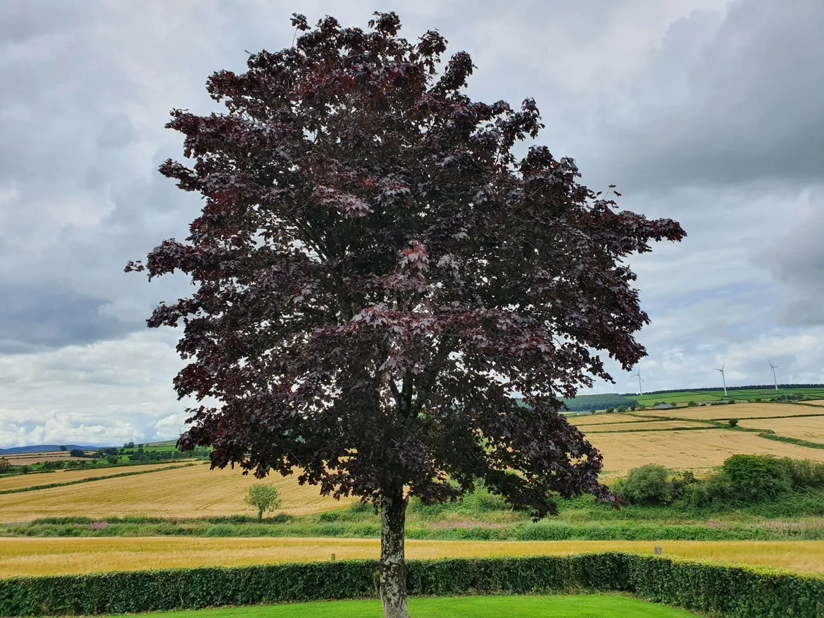 Trees and hedging delivered end of season sale - Image 4