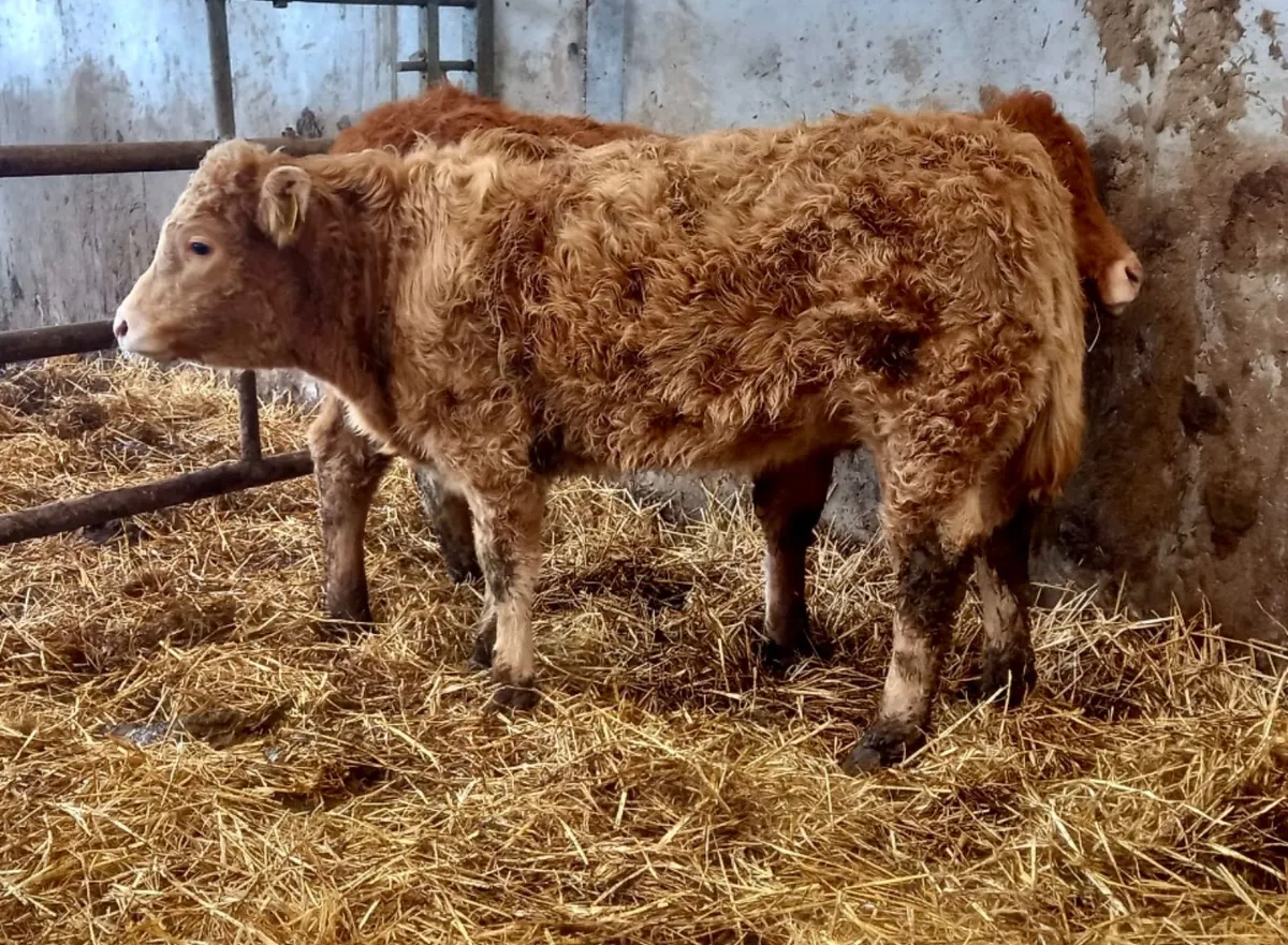 2 Runner Heifers - Image 1