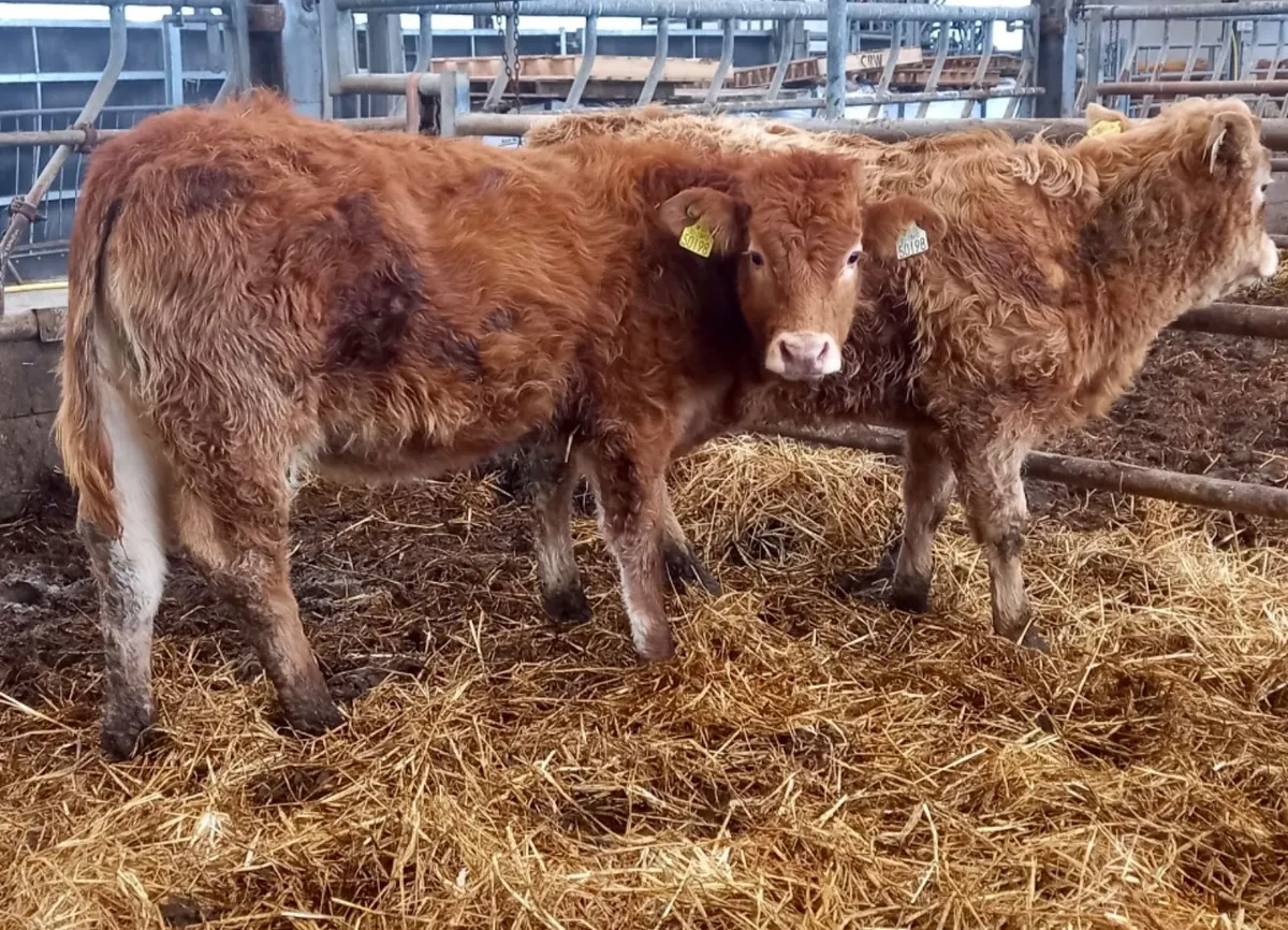 2 Runner Heifers - Image 2