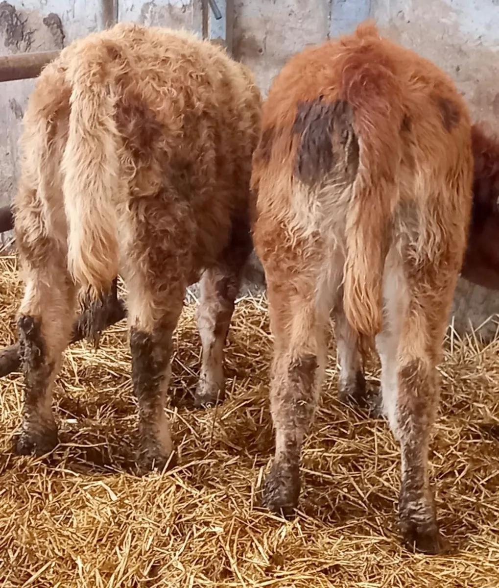 2 Runner Heifers - Image 3