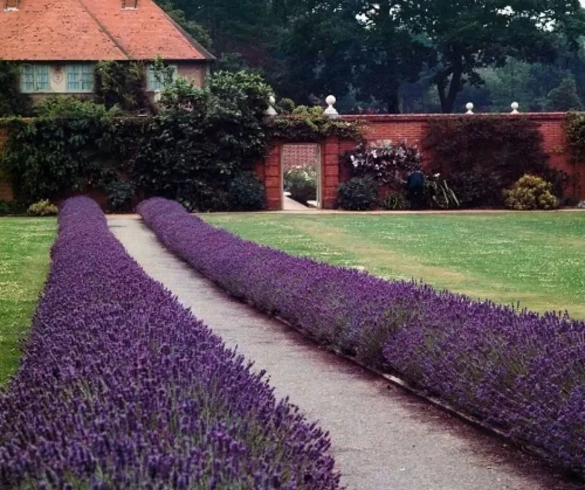 SALE!  Lavender Hedge | Nationwide Delivery - Image 2