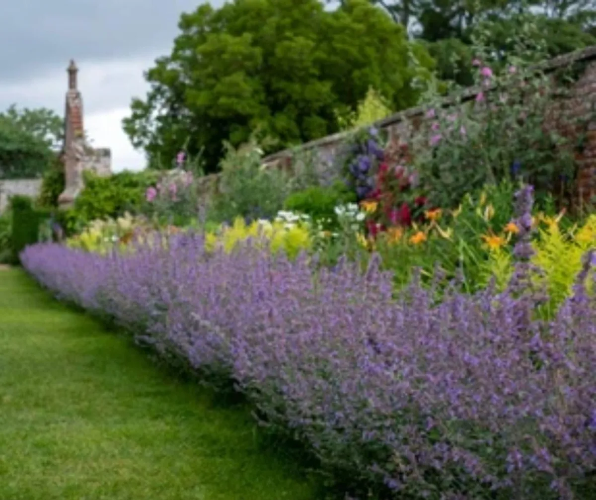 SALE!  Lavender Hedge | Nationwide Delivery - Image 4