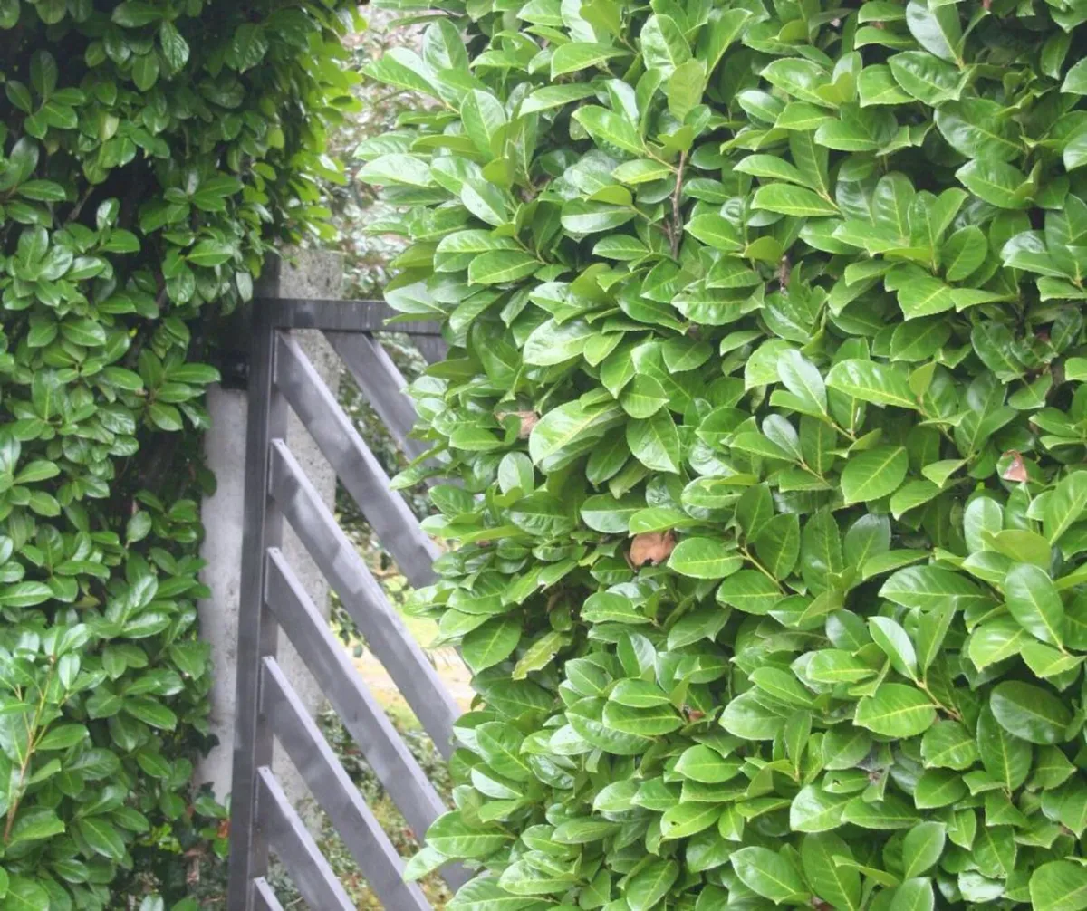 Cherry Laurel NOW €3.99 | Nationwide Delivey