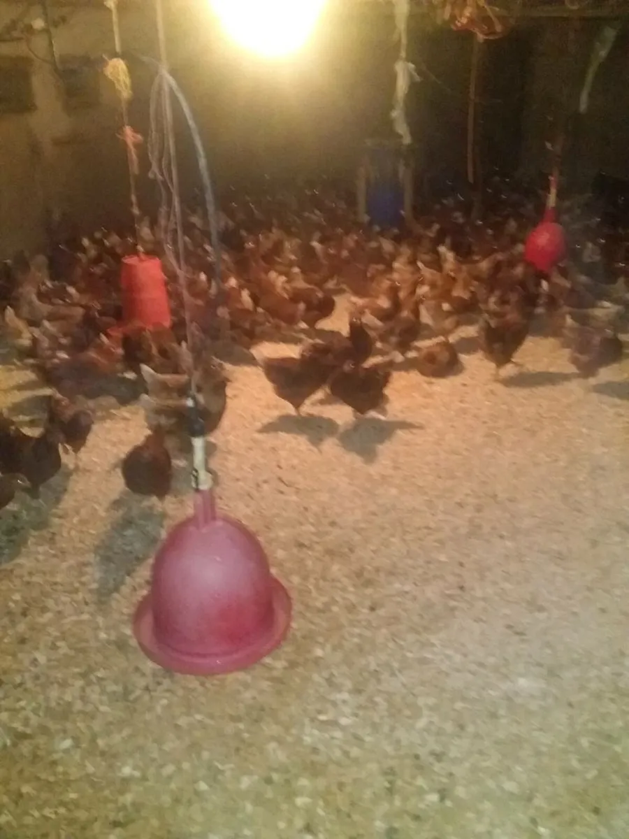 Pullets midelton