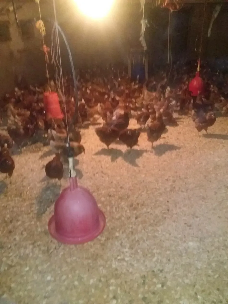 Pullets  turkeys midelton - Image 3