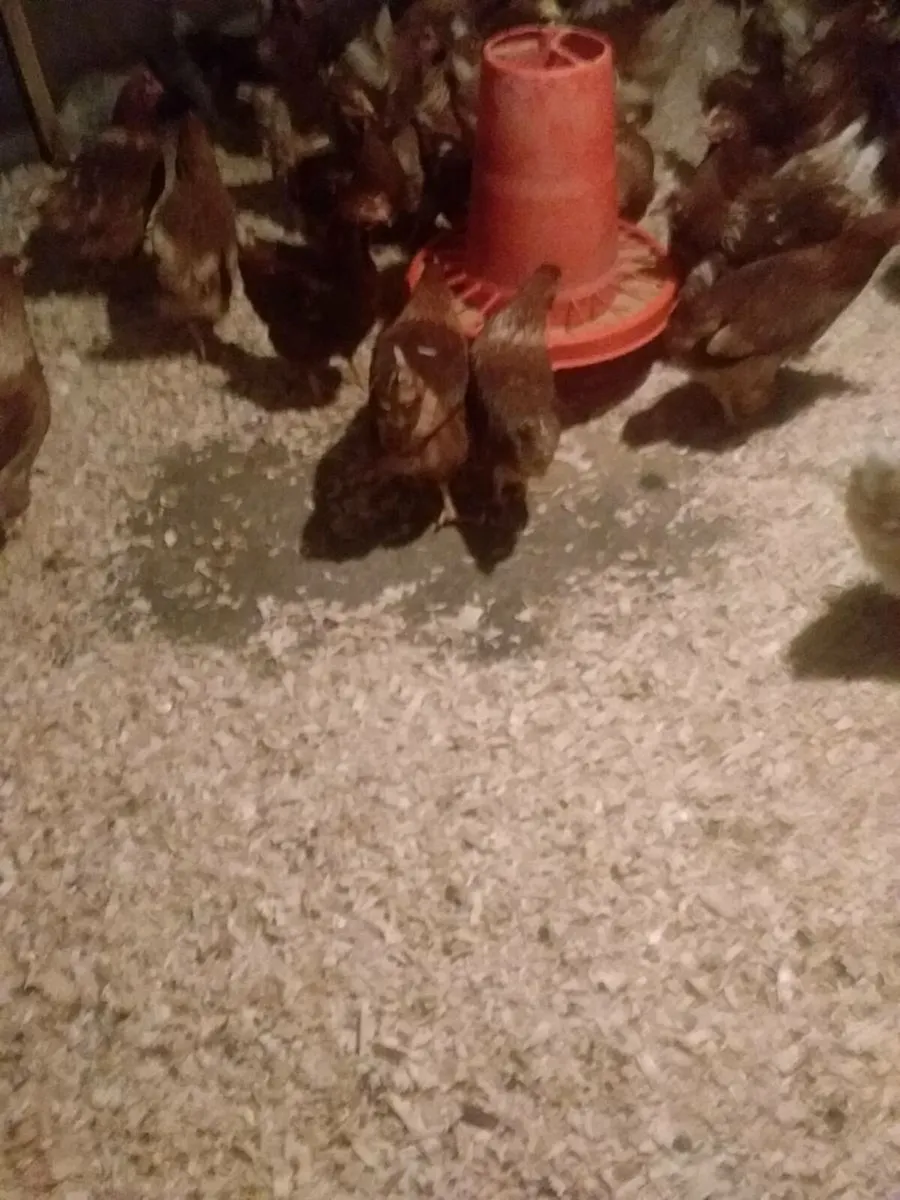 Pullets ducklings  bandon - Image 2