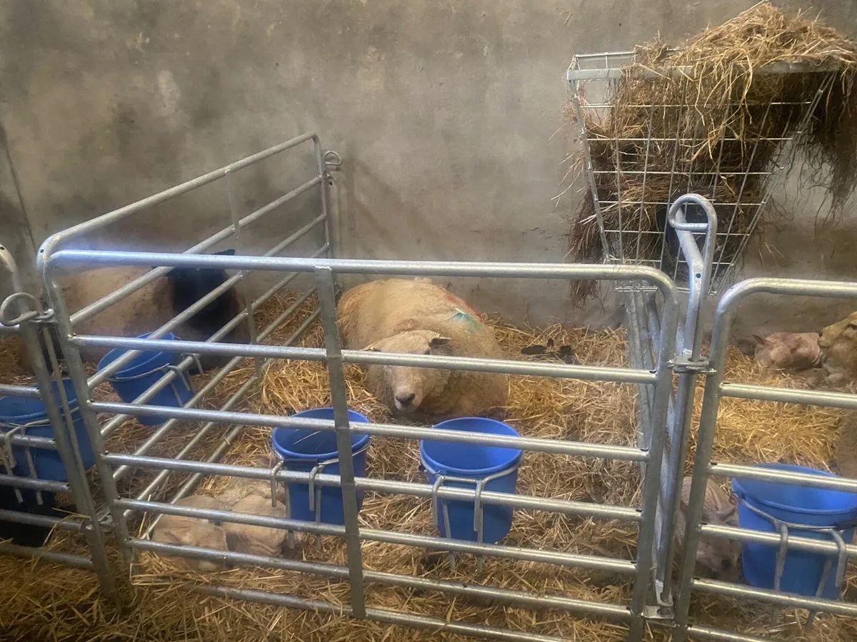 Sheep hurdles - Image 1