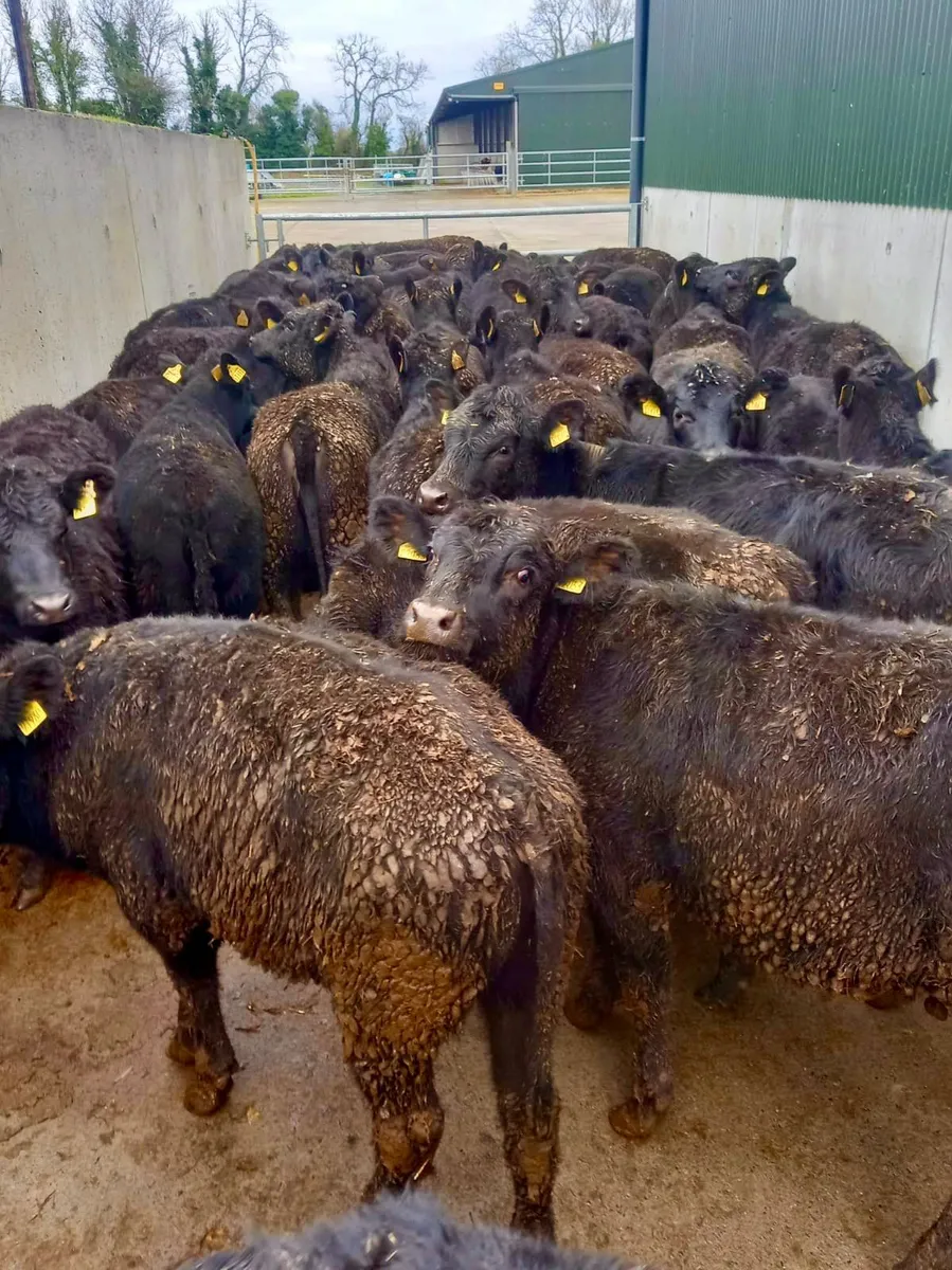 50 Angus Heifers