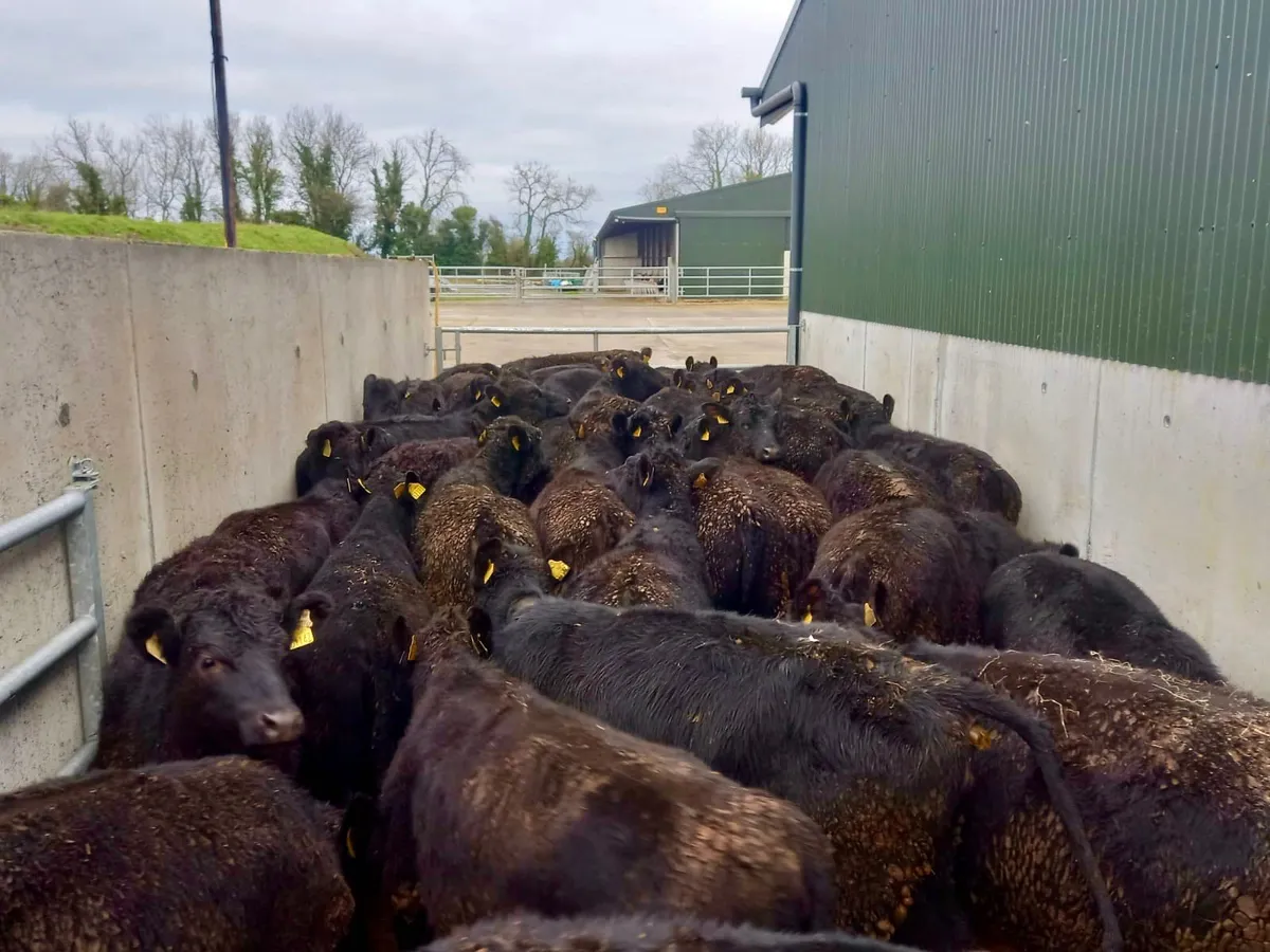 50 Angus Heifers - Image 2