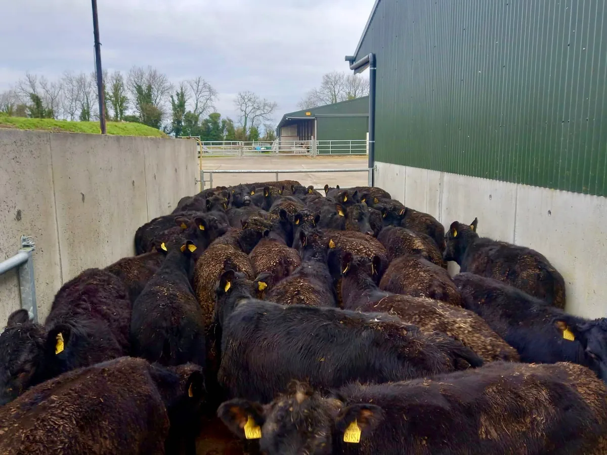 50 Angus Heifers - Image 3