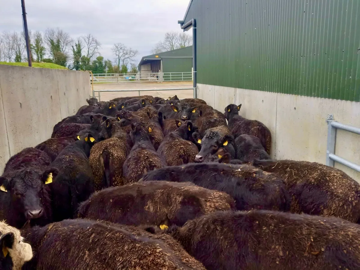 50 Angus Heifers - Image 4