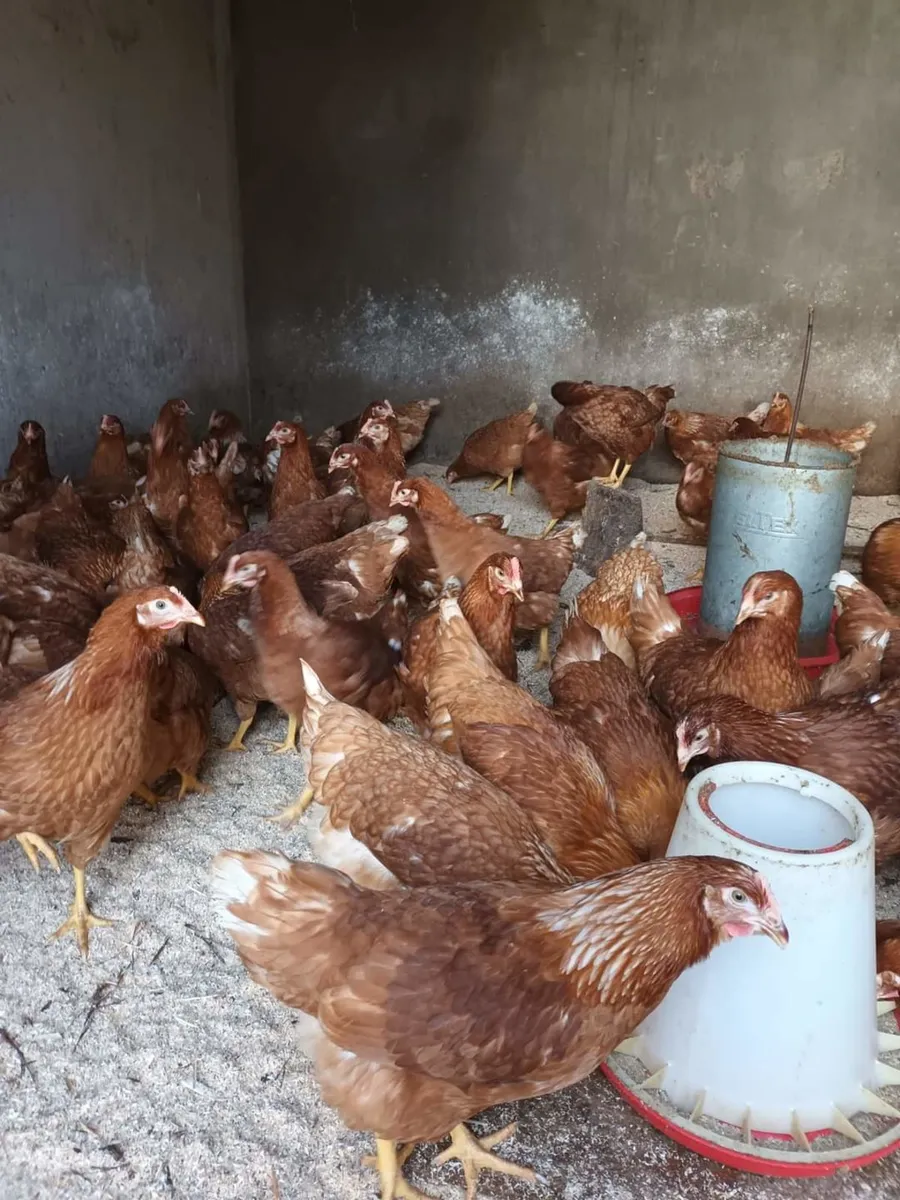Coloured pullets- Isa browns - & bantams for sale - Image 4