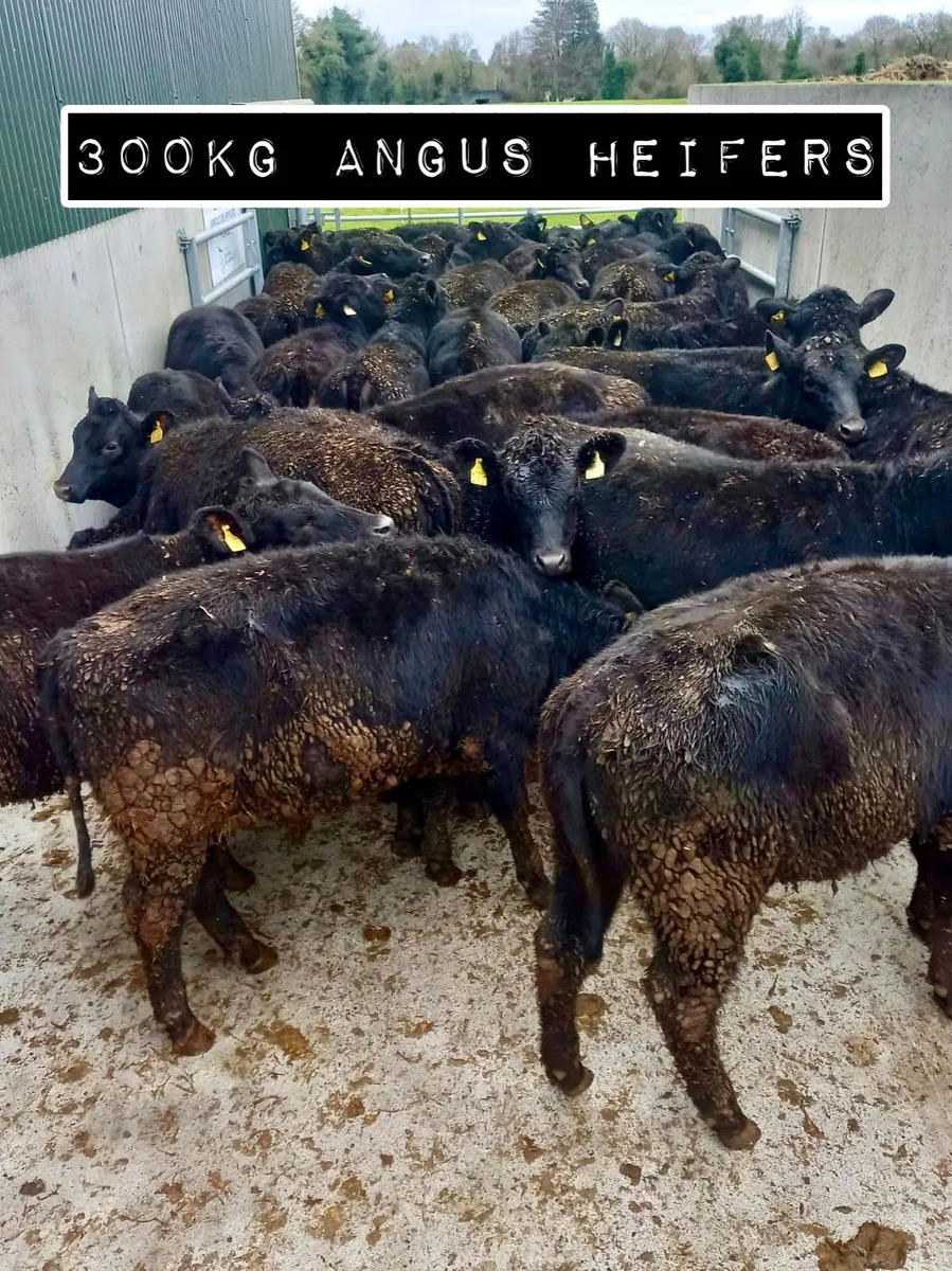 ANGUS HEIFERS - Image 3