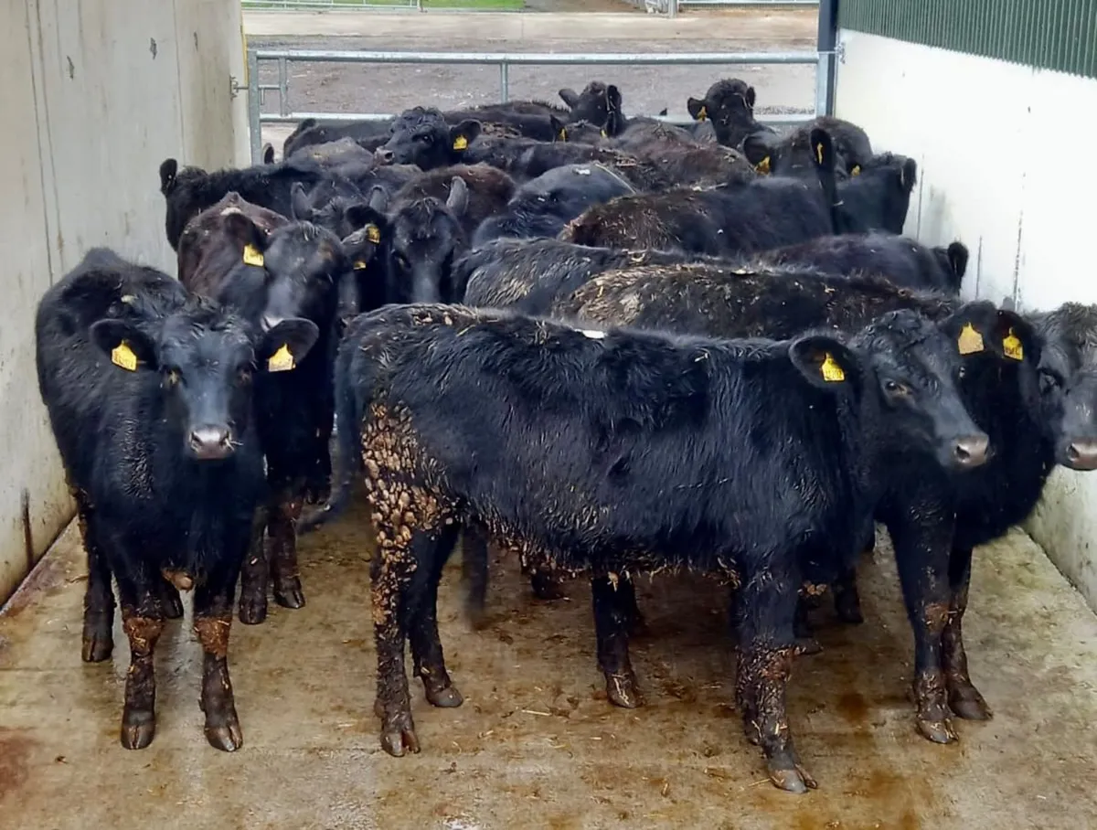ANGUS HEIFERS - Image 4