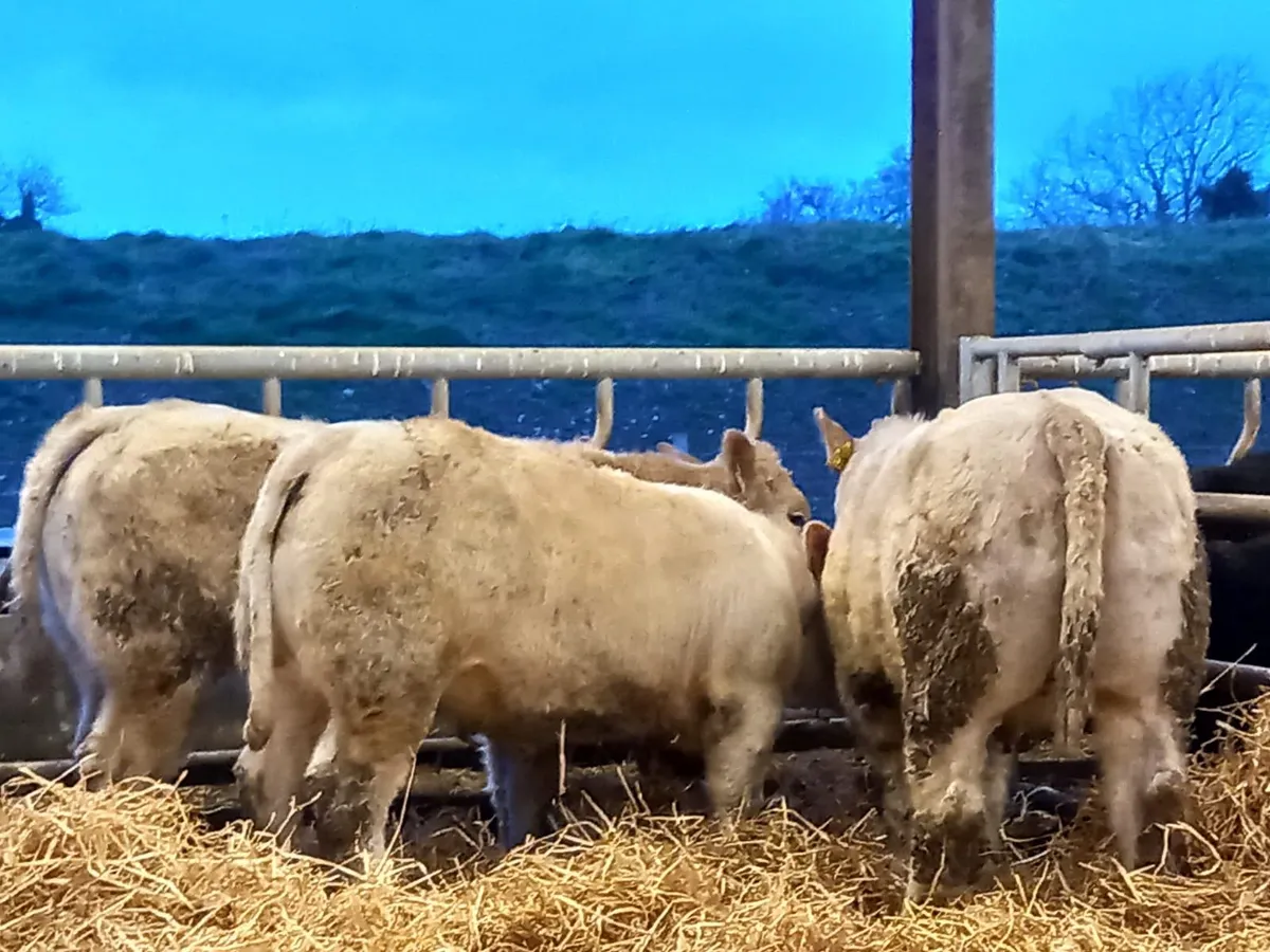 U Grading Heifers - Image 1