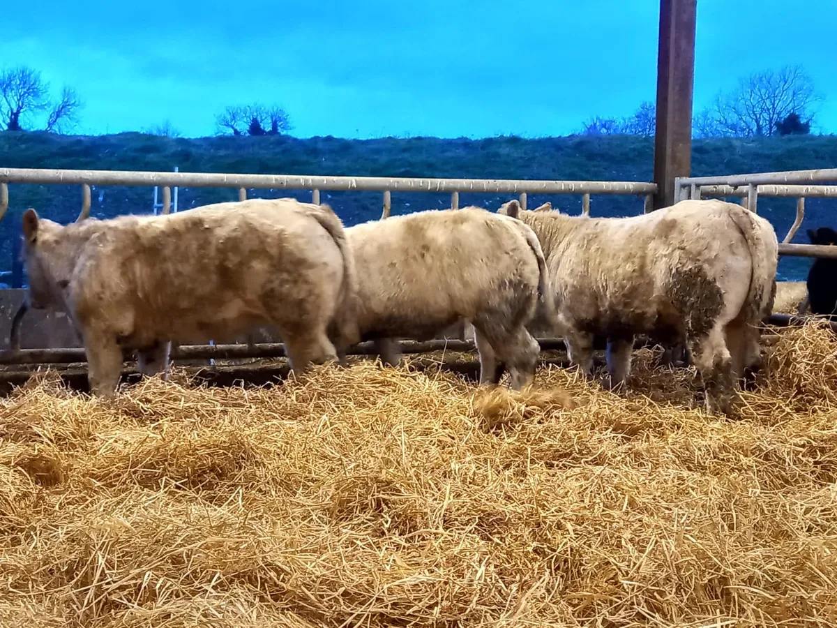U Grading Heifers - Image 3