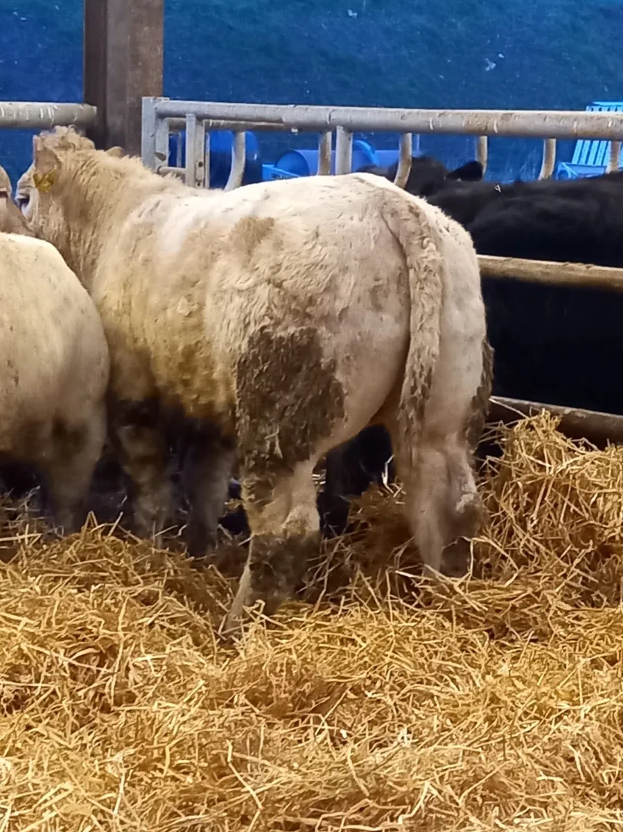 U Grading Heifers - Image 4