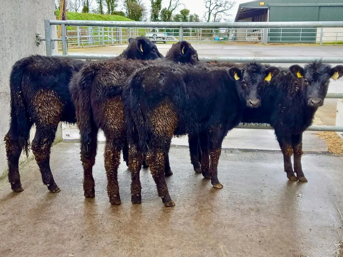 250kg Angus Heifers - Image 1
