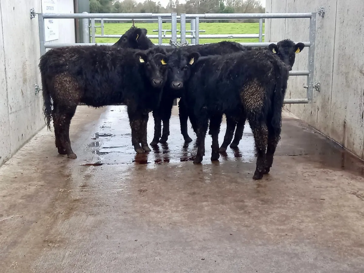 250kg Angus Heifers - Image 2