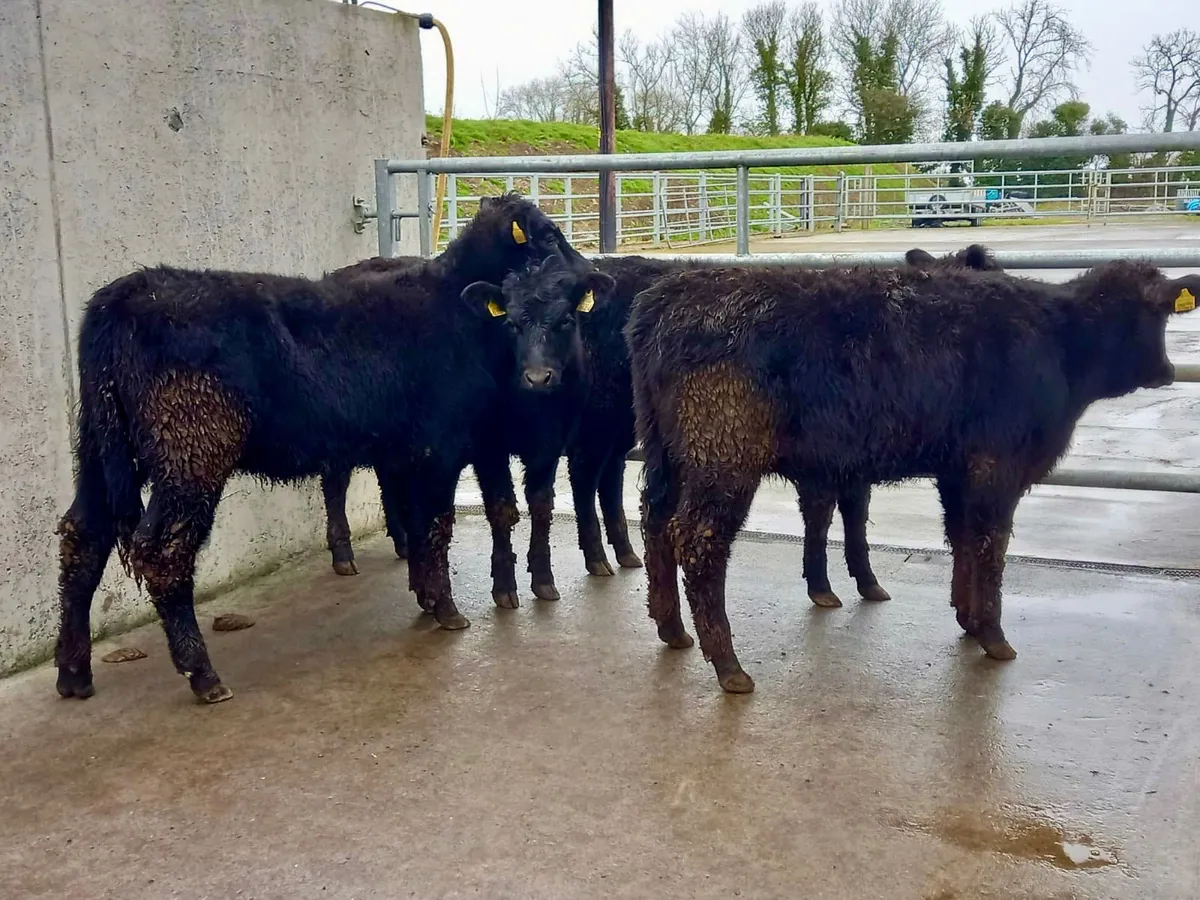 250kg Angus Heifers - Image 3