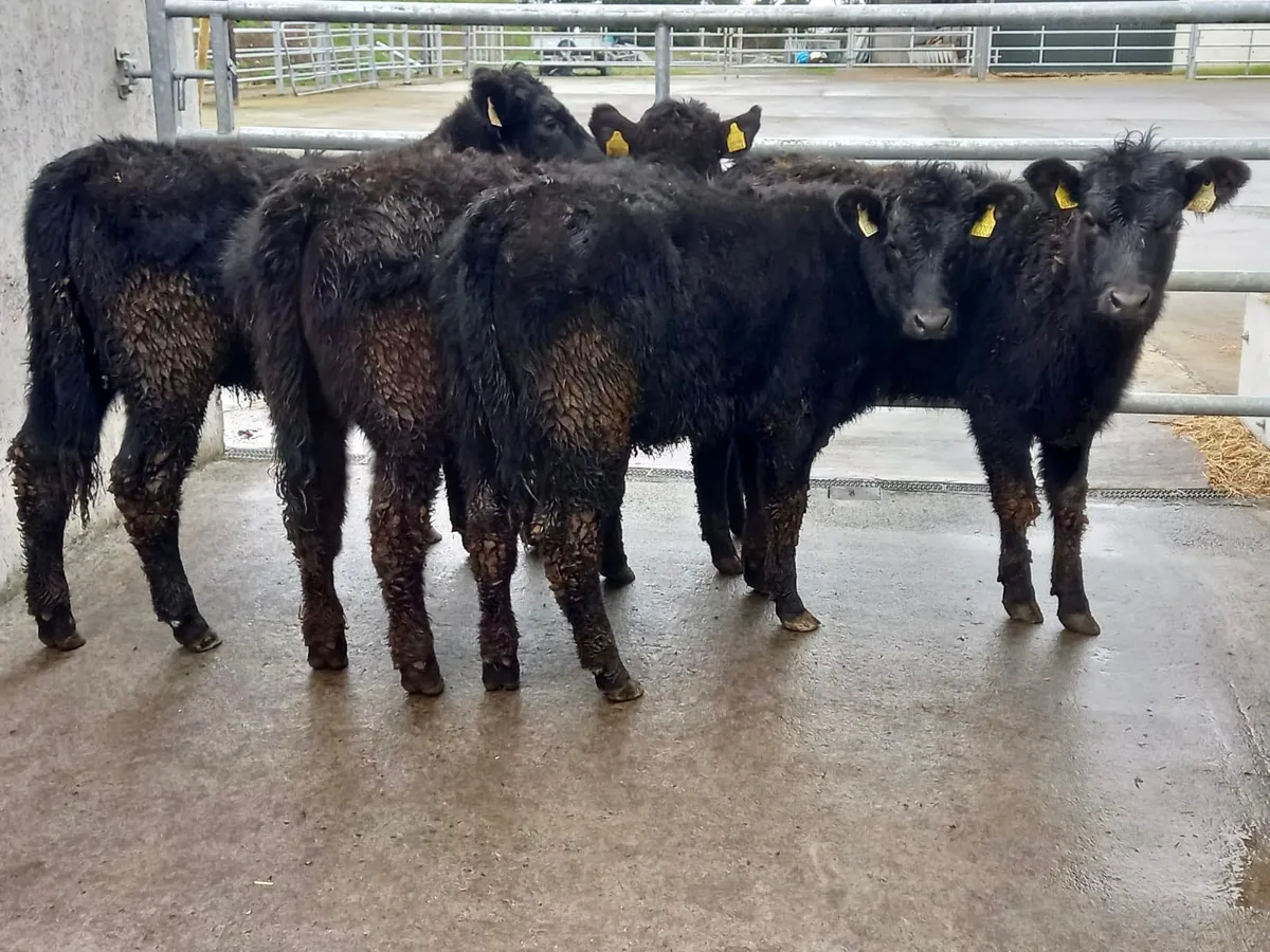 250kg Angus Heifers - Image 4