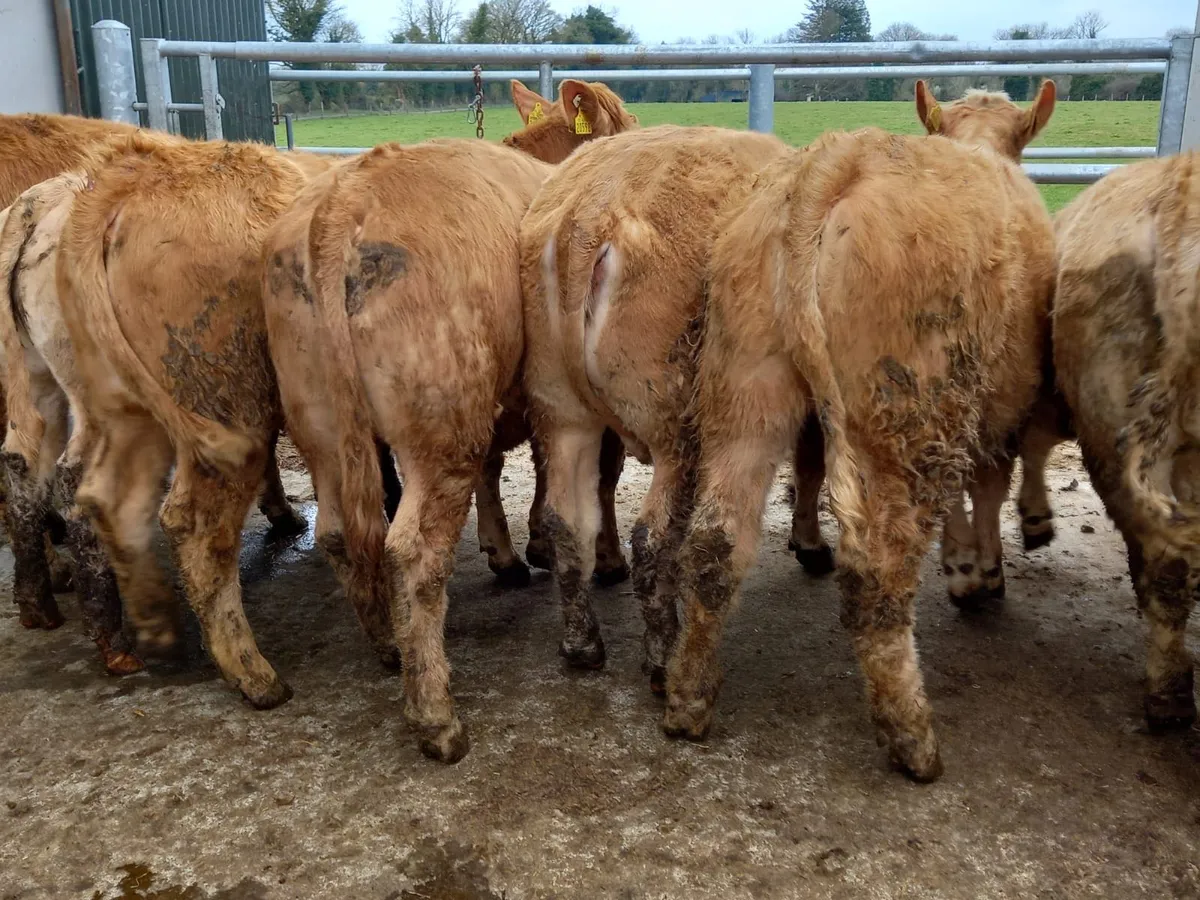 Charolais Heifers - Image 1