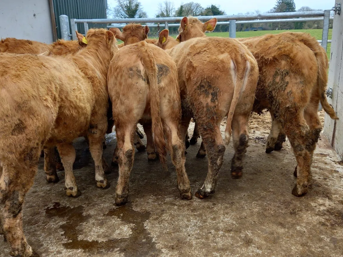 Charolais Heifers - Image 2