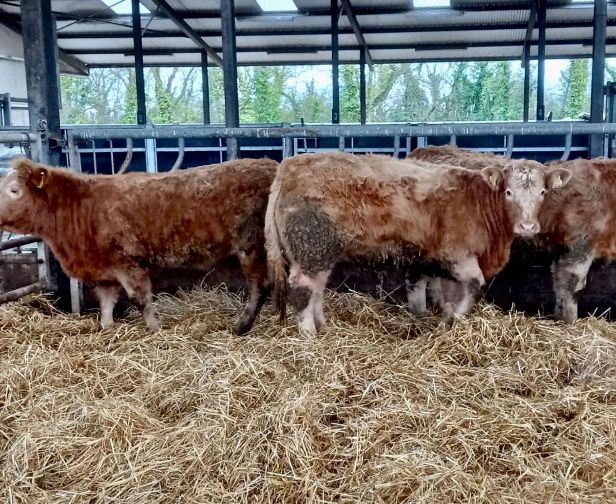 340kg CHX HFRS - Image 1