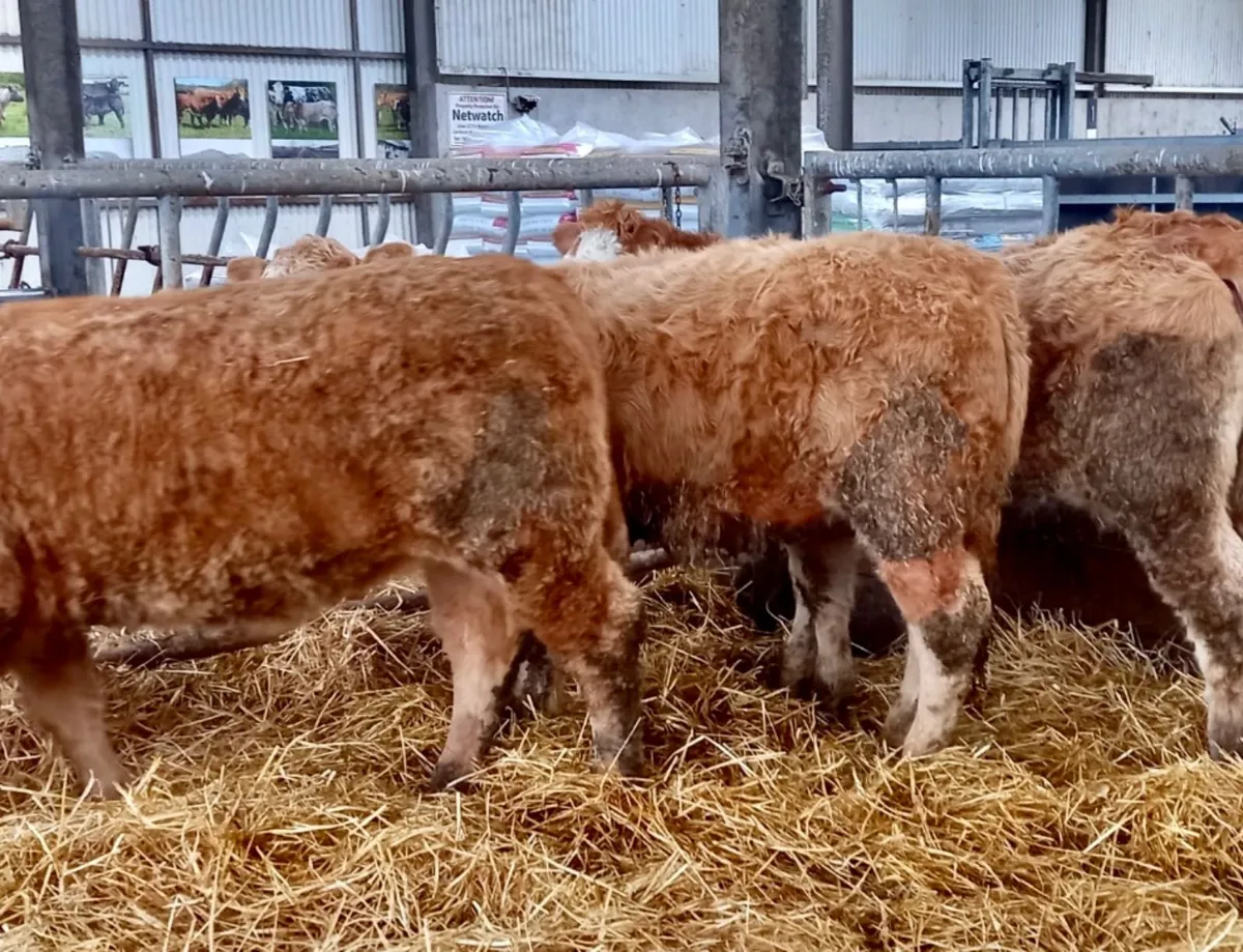 340kg CHX HFRS - Image 2