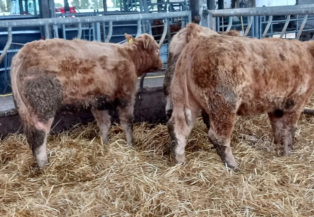 340kg CHX HFRS - Image 3