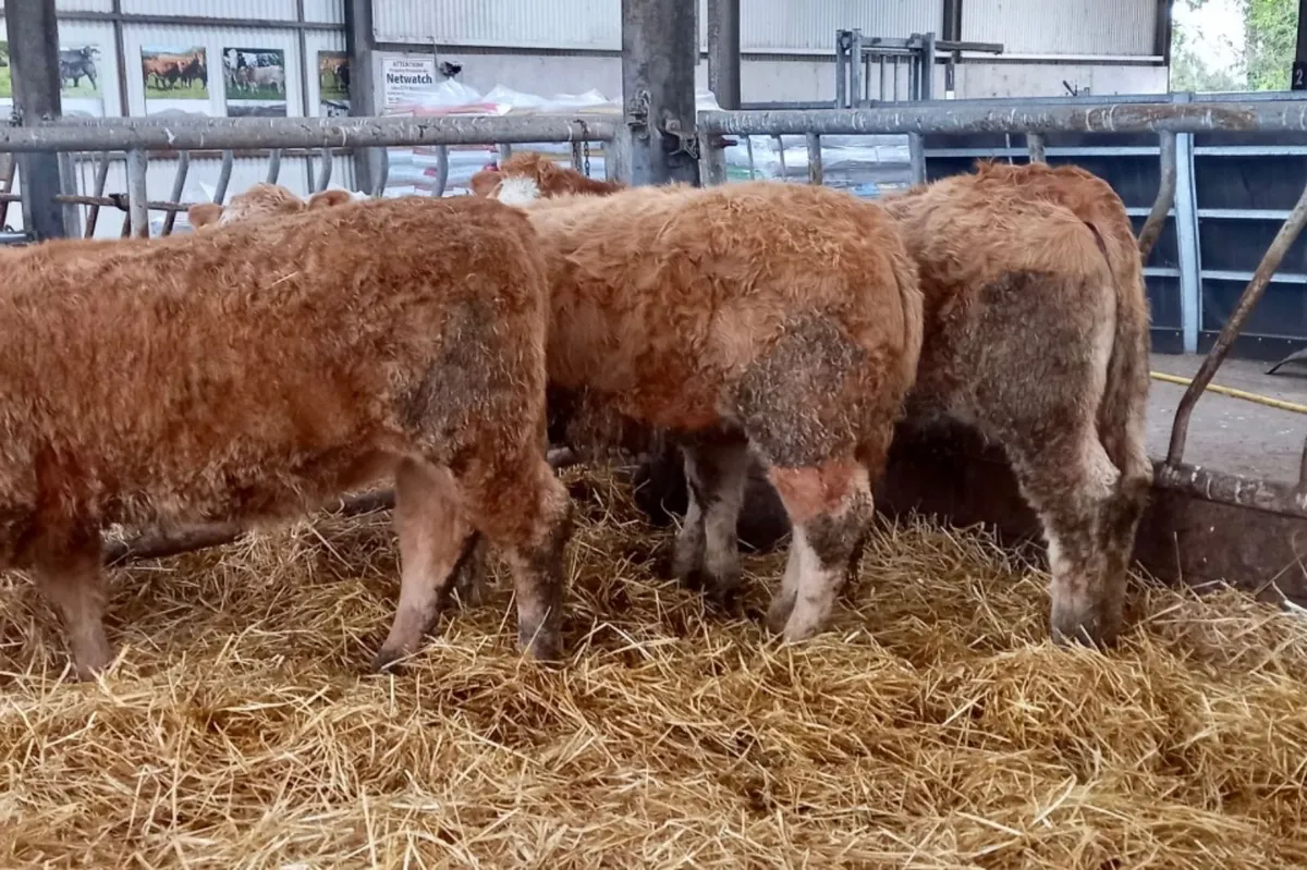 340kg CHX HFRS - Image 4