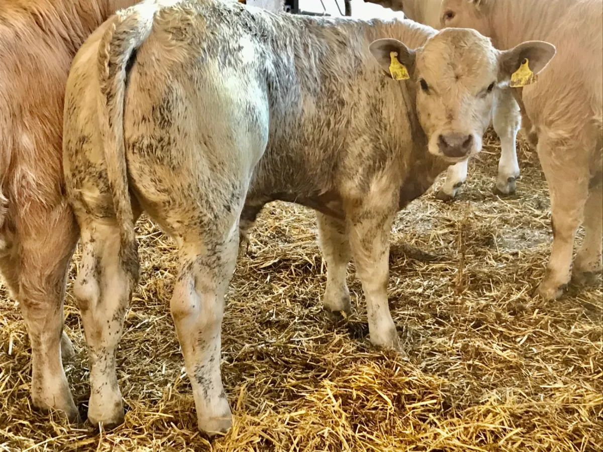 Charolais  Bulls - Image 2