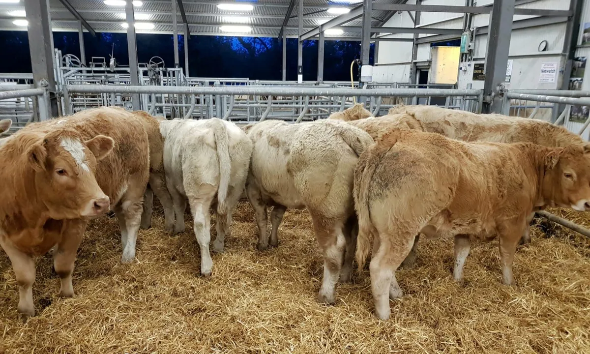 Top Class Heifers - Image 2