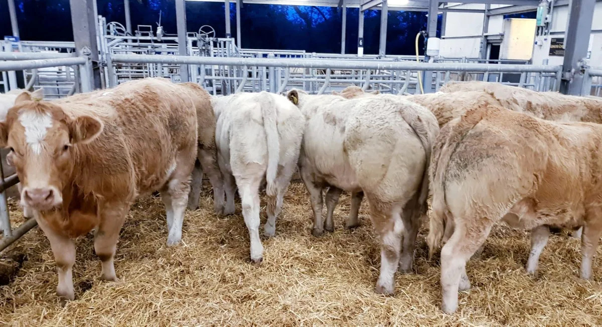 Top Class Heifers - Image 3