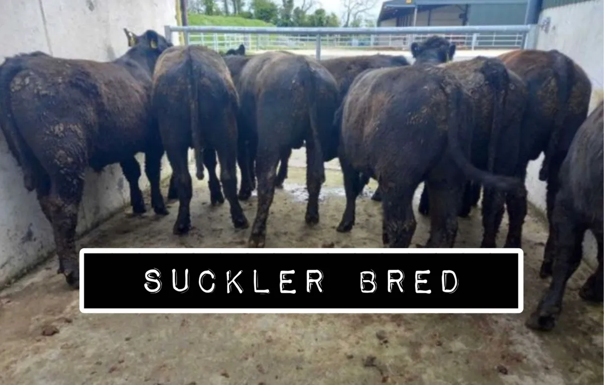 400kg Angus BLKS - Image 1