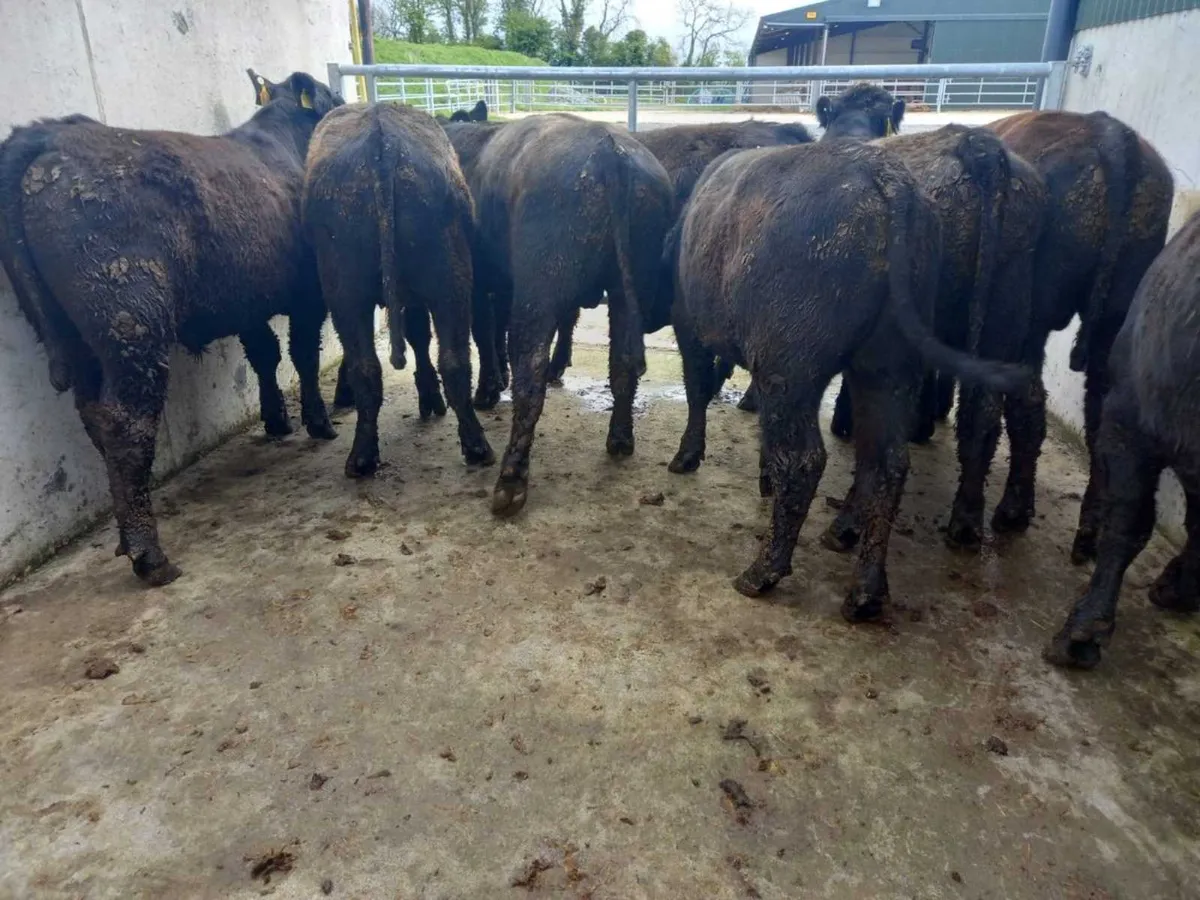 400kg Angus BLKS - Image 2